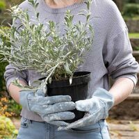Jardinopia Adult Gardening Gloves - Beatrix Potter Peter Rabbit