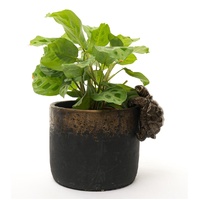 Jardinopia Pot Buddies - Antique Bronze Tortoise