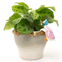 Jardinopia Pot Buddies - Beatrix Potter: Jemima Puddle-duck