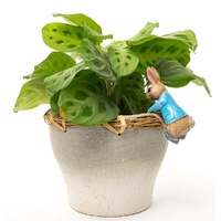 Jardinopia Pot Buddies - Beatrix Potter: Peter Rabbit Hanging On The Pot