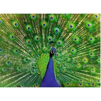 Ravensburger Puzzle 500pc - Peacock
