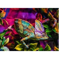 Ravensburger Puzzle 500pc - Chameleon
