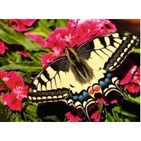 Ravensburger Puzzle 500pc - Butterfly