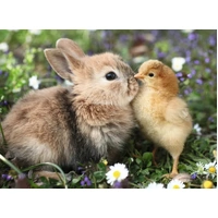 Ravensburger Puzzle 500pc - Rabbit and Chick