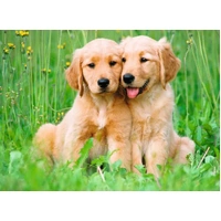 Ravensburger Puzzle 500pc - The Golden Retriever Brothers