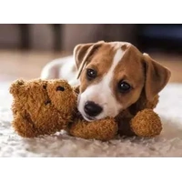 Ravensburger Puzzle 500pc - Cuddle Buddies