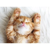 Ravensburger Puzzle 500pc - Little Dreamer