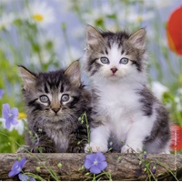 Ravensburger Puzzle 3 x 49pc - Kittens
