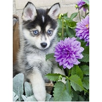 Ravensburger Puzzle 500pc - Cute Husky