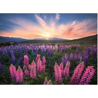 Ravensburger Puzzle 500pc - Lupines