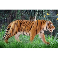 Schleich Wild Life - Tiger