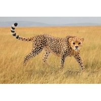 Schleich Wild Life - Cheetah female