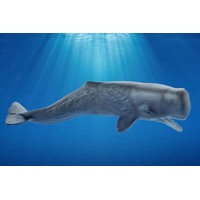 Schleich Wild Life - Sperm Whale