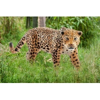 Schleich Wild Life - Jaguar